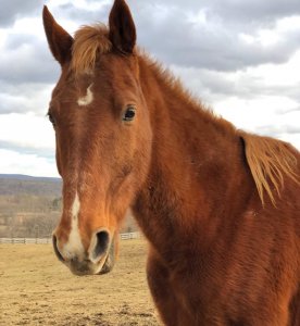 chestnut saddlebred mare for adoption hudson valley ny