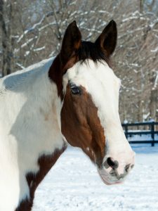paint mare horse for adoption new york
