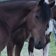 horse for adoption nys