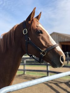 thoroughbred gelding rescue horse adoptable hudson valley ny