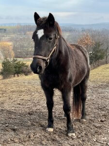 mare for adoption hudson valley ny rescue