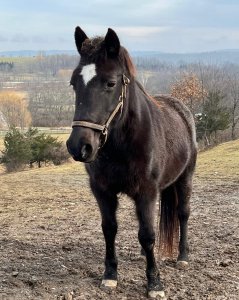 mare rescue horse adoptable upstate new york