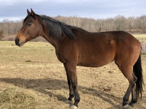 thoroughbred mare rescue horse adoptable upstate new york