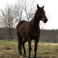 riding horse mare for adoption hudson valley ny