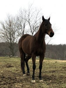riding horse mare for adoption hudson valley ny