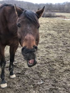 thoroughbred mare rescue horse for adoption clinton corners ny