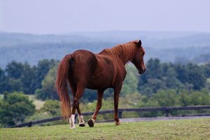 horses for adoption new york state