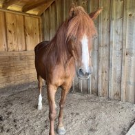 horse for adoption clinton corners ny