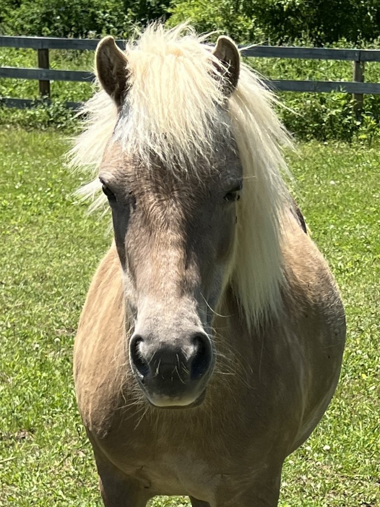 pony mare for adoption