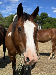 paint horse gelding rescue ny
