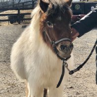 mini horse for adoption clinton corners new york