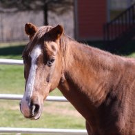quarter horse cross mare for adoption ny