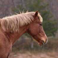 horses for adoption clinton corners ny