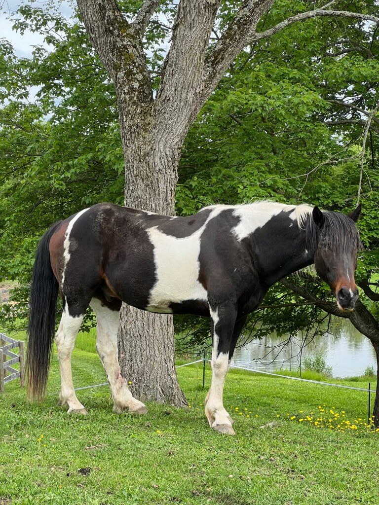 gelding horse for adoption new york state