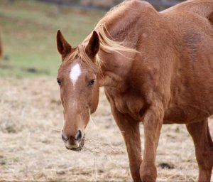 horse for adoption upstate new york
