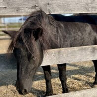 black Mini horse rescue clinton corners new york