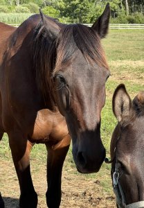 standardbred mare for adoption clinton corners ny