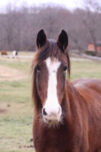 dutch harness mare horse adoptable nys