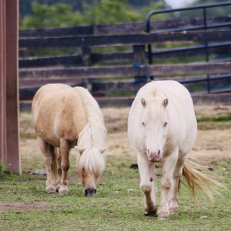 pony mini pair for adoption new york state