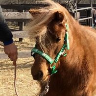mini horse for adoption clinton corners ny