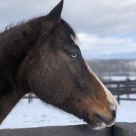 blue eyed paint horse for adoption upstate ny