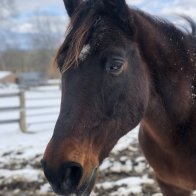 Horse rescue upstate ny