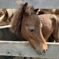 mini horse for adoption nys
