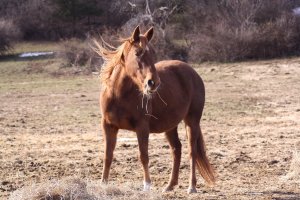 quarter horse mare adoptable hudson valley ny