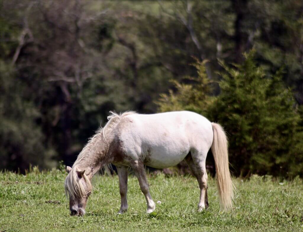 mini appaloosa gelding rescue horse for adoption hudson valley ny
