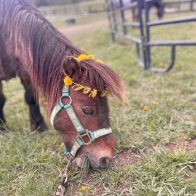 miniature horse rescues new york