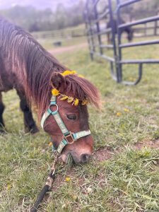 miniature horse rescues new york