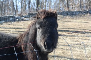 miniature horse for adoption new york state