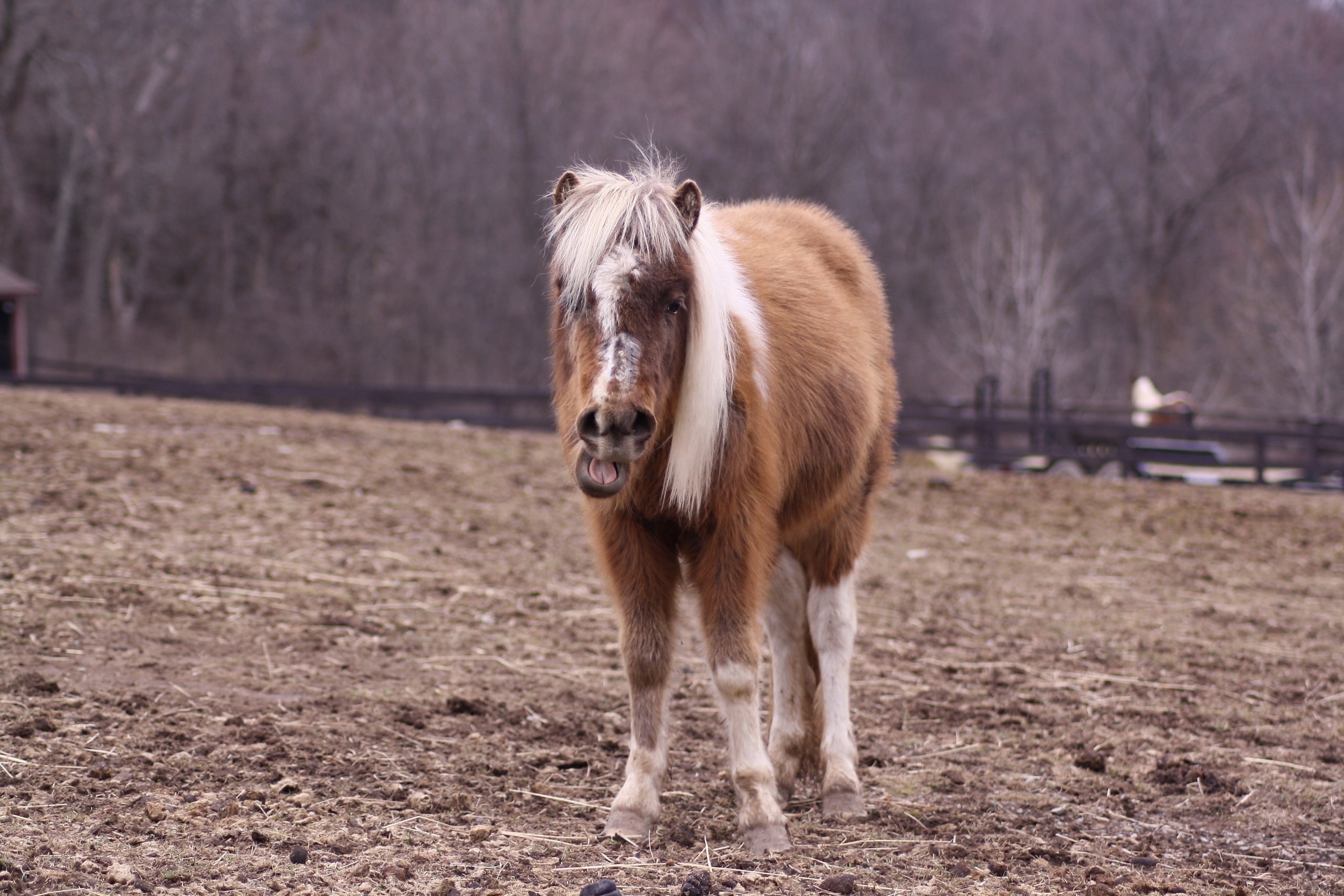 chestnut paint mini horses for adoption nys