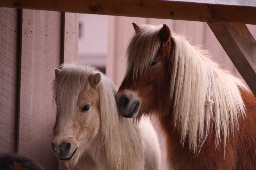 miniature horses for adoption new york state