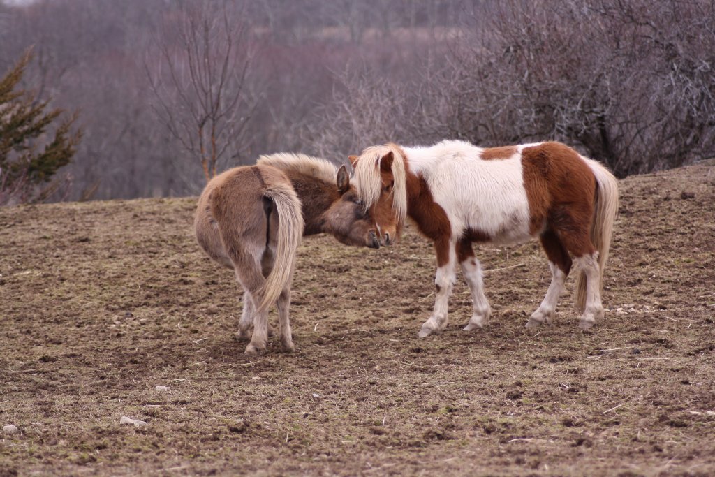 mini mule and horse adoptable ny