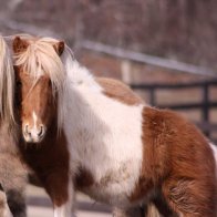paint mini horse for adoption nys