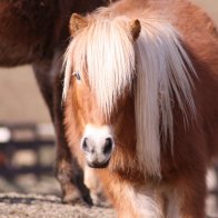 mini horse upstate ny rescue