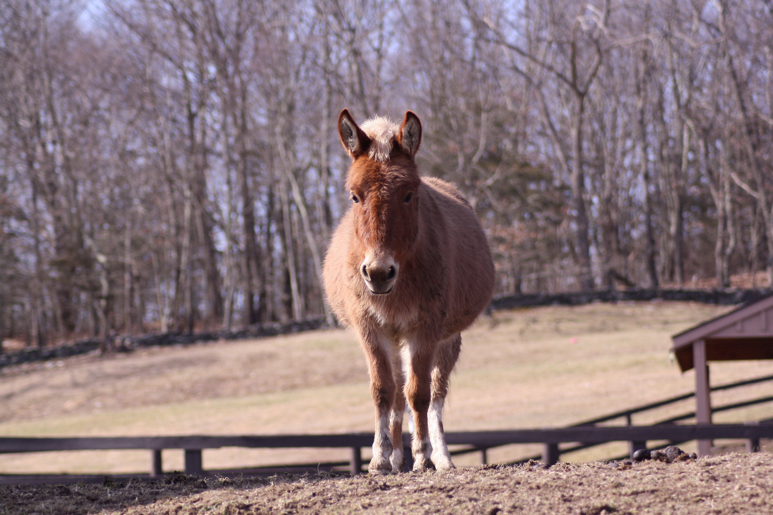 adoptable mini mule upstate ny