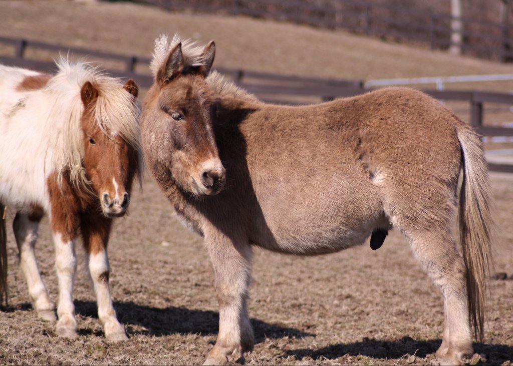 mini mule for adoption nys