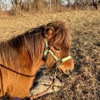 bay gelding upstate ny rescue adoptable