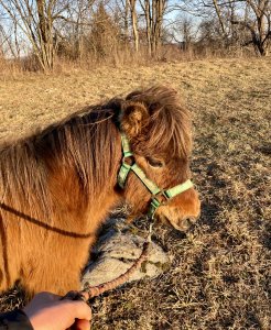 bay gelding upstate ny rescue adoptable