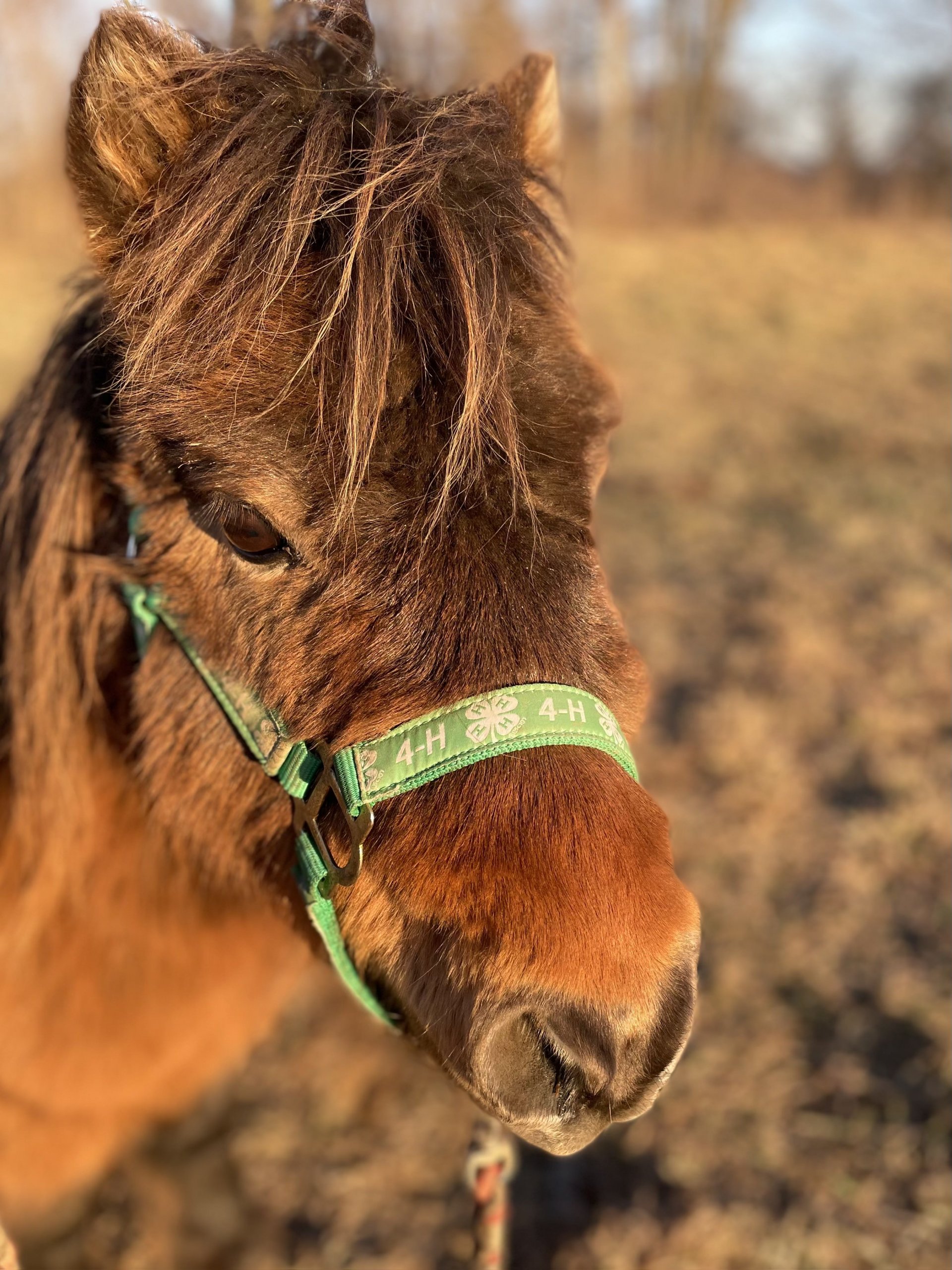 bay pony for adoption new york state