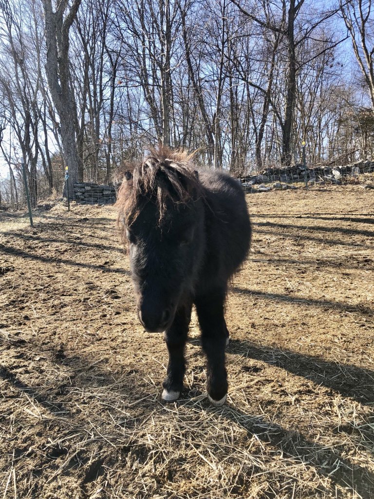 miniature horse for adoption nys