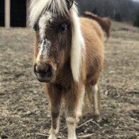 paint mini horse for adoption hudson valley ny