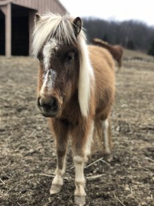 paint mini horse for adoption hudson valley ny