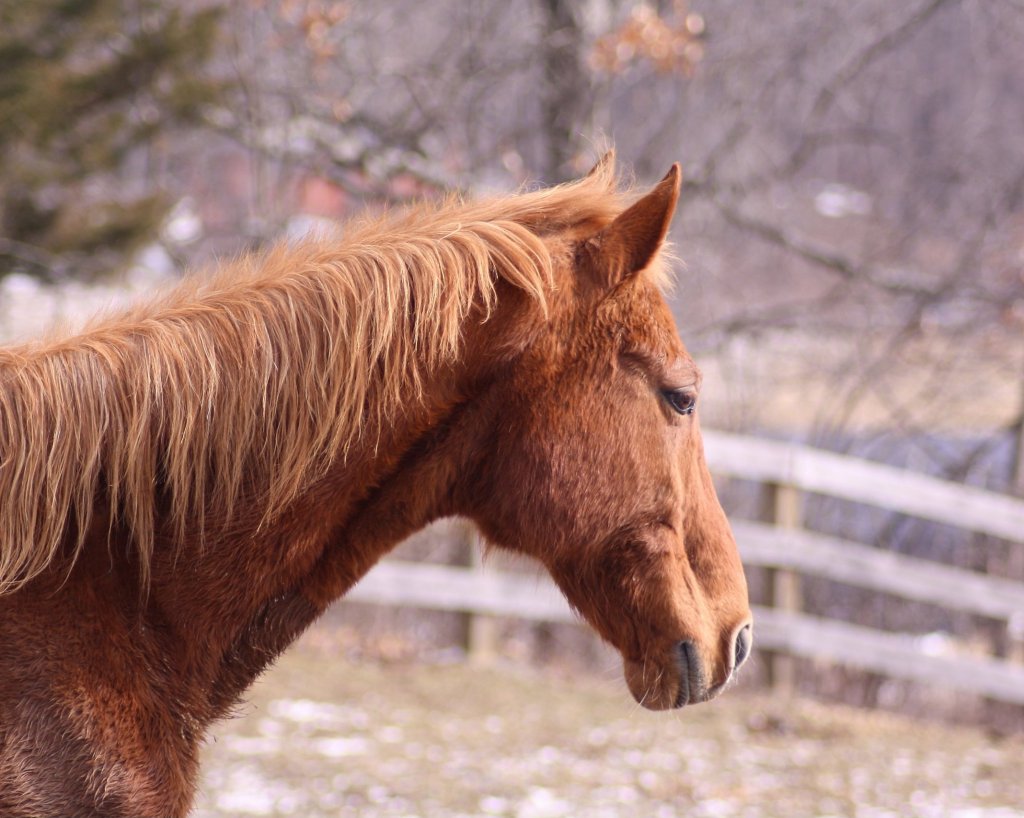 saddlebred mare for adoption upstate ny