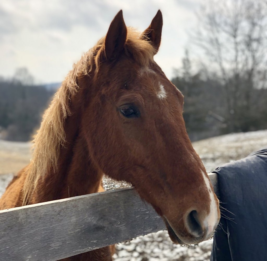 chestnut mare saddlebred rescue adopt new york
