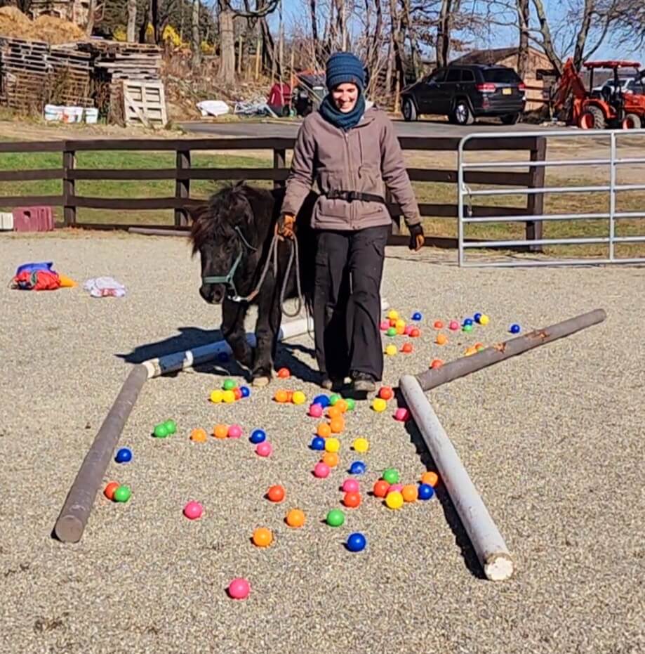 clicker training with rescue horses positive reinforcement