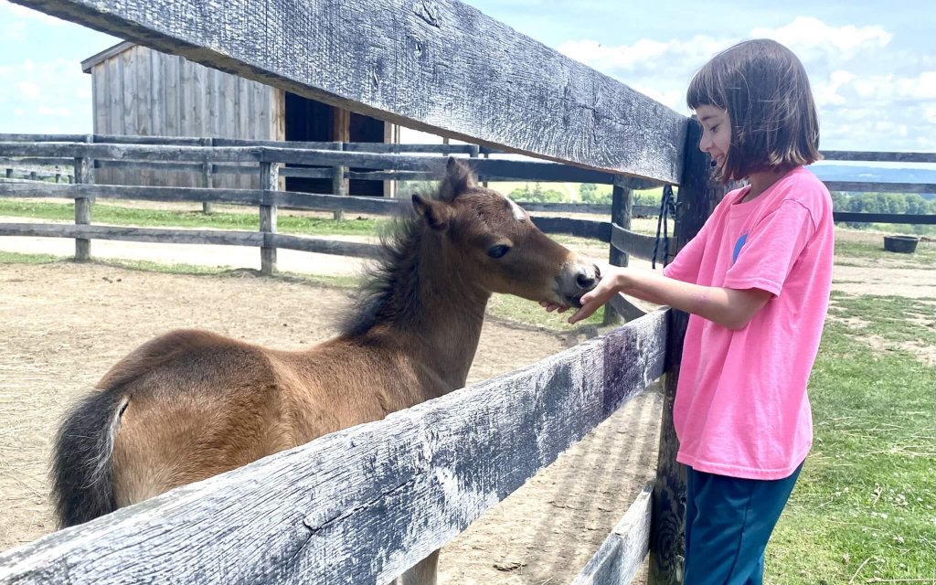 Family retreat upstate ny on horse farm