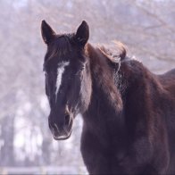 upstate ny horse rescue